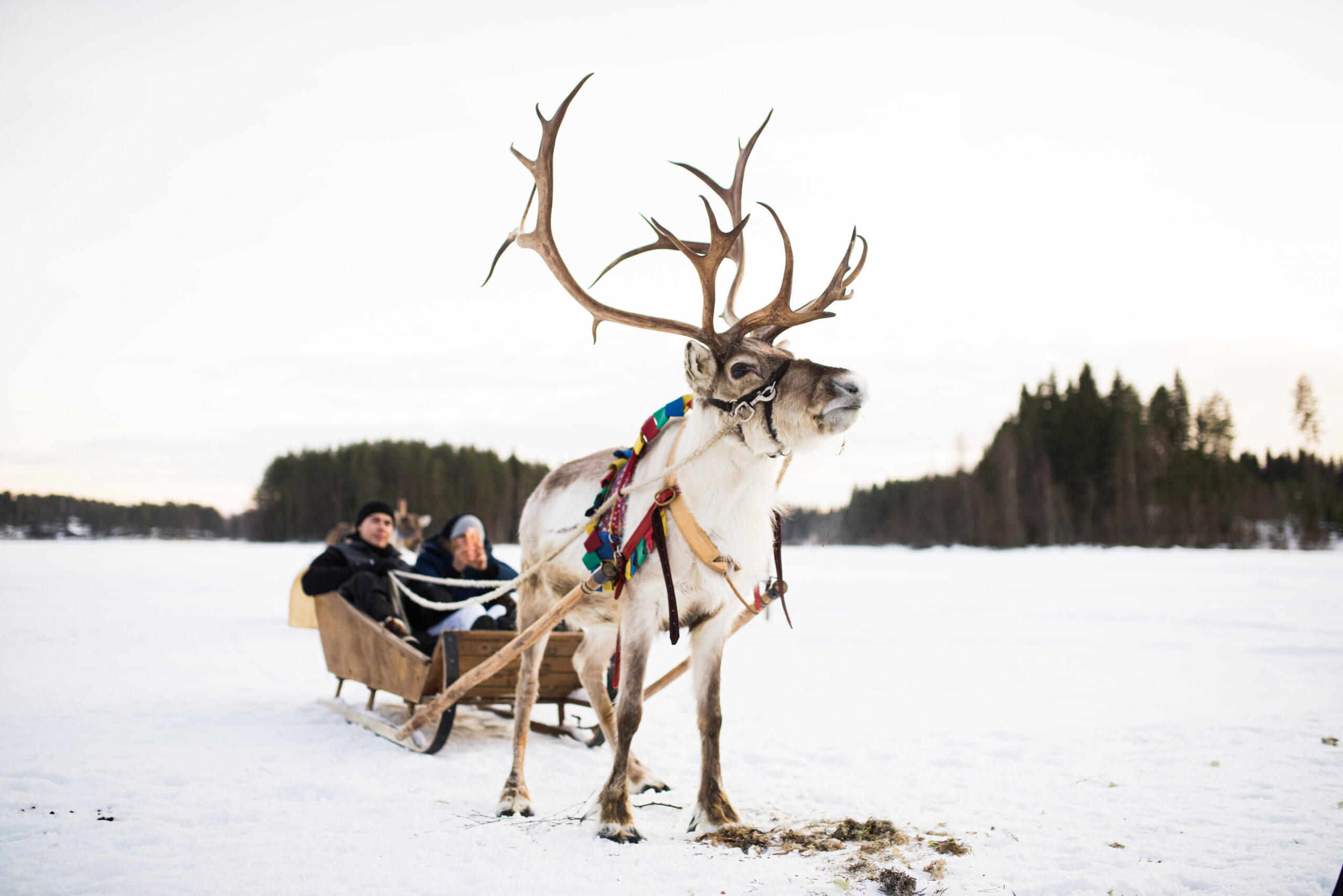 Reindeer safari arranged by LeviTour.