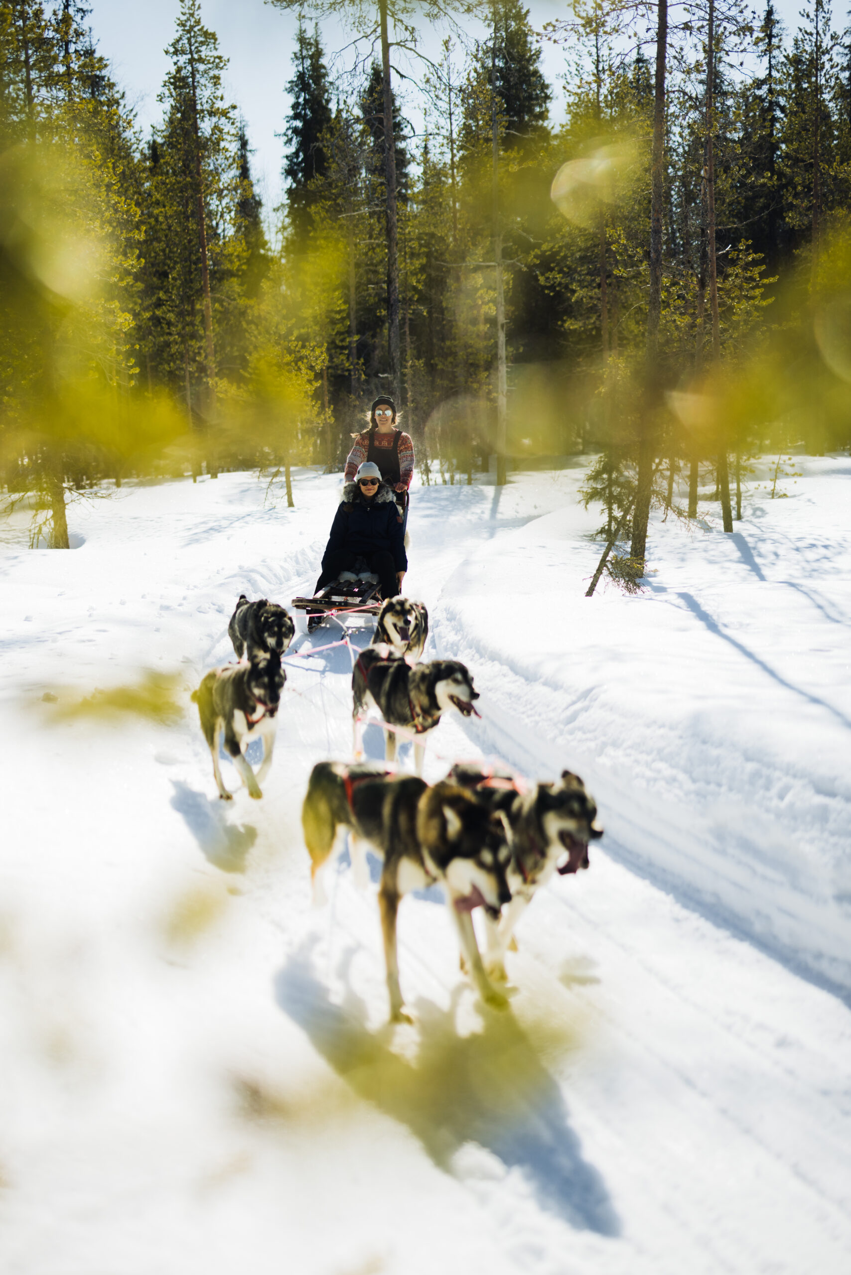 Husky safari arranged by LeviTour.