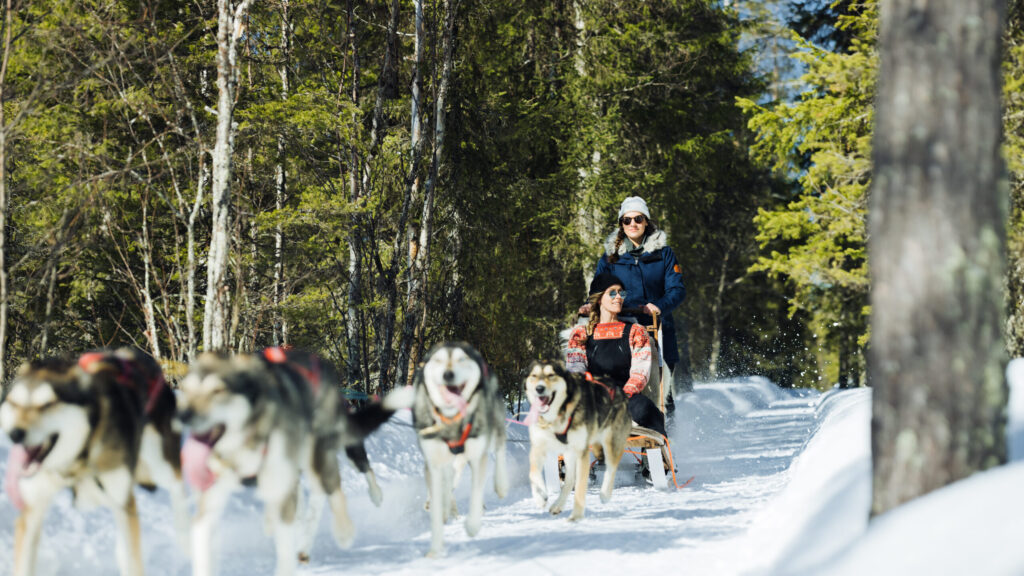 LeviTour takes you to husky safari.